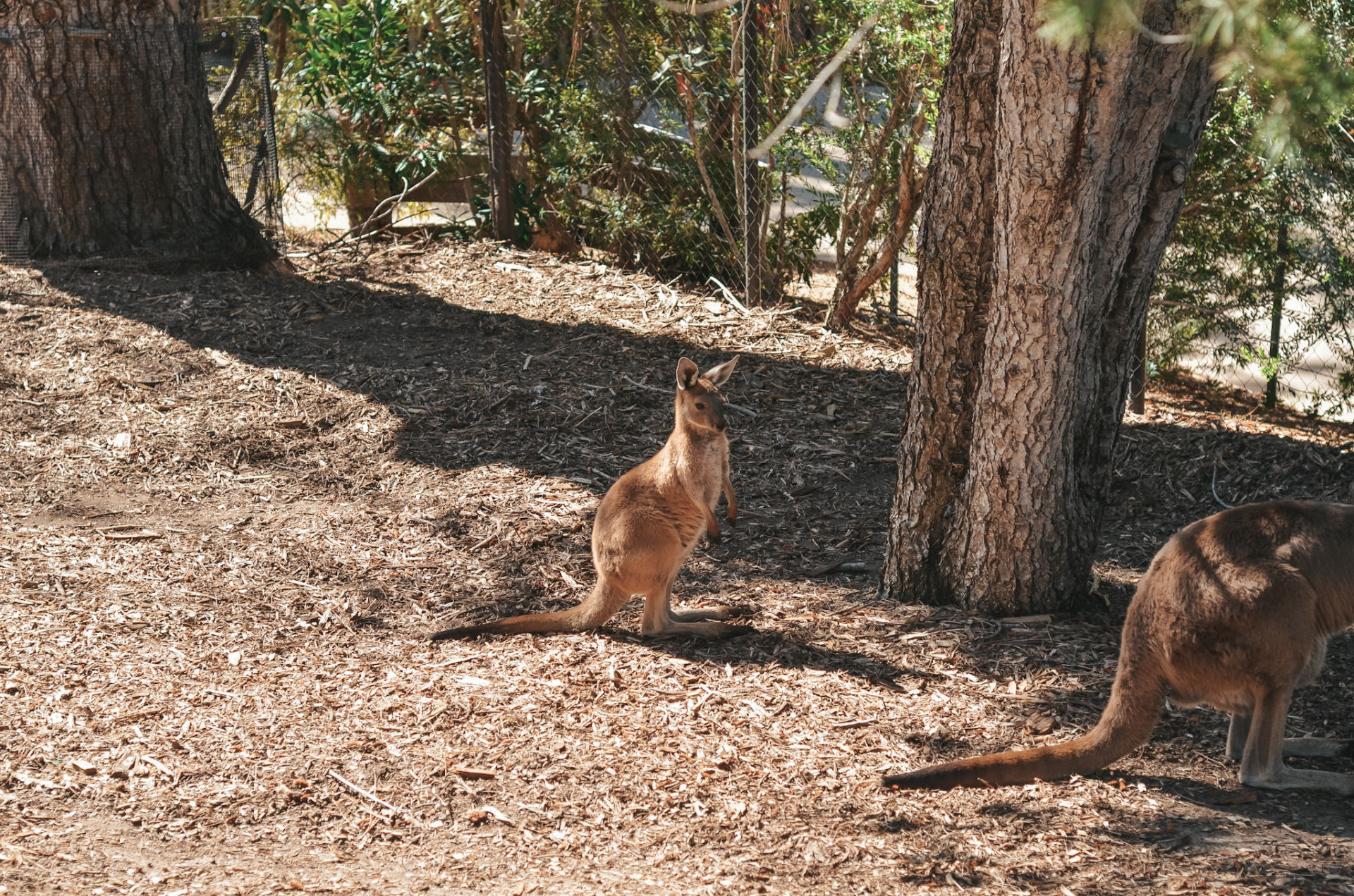 San Diego Safari Park Zoo