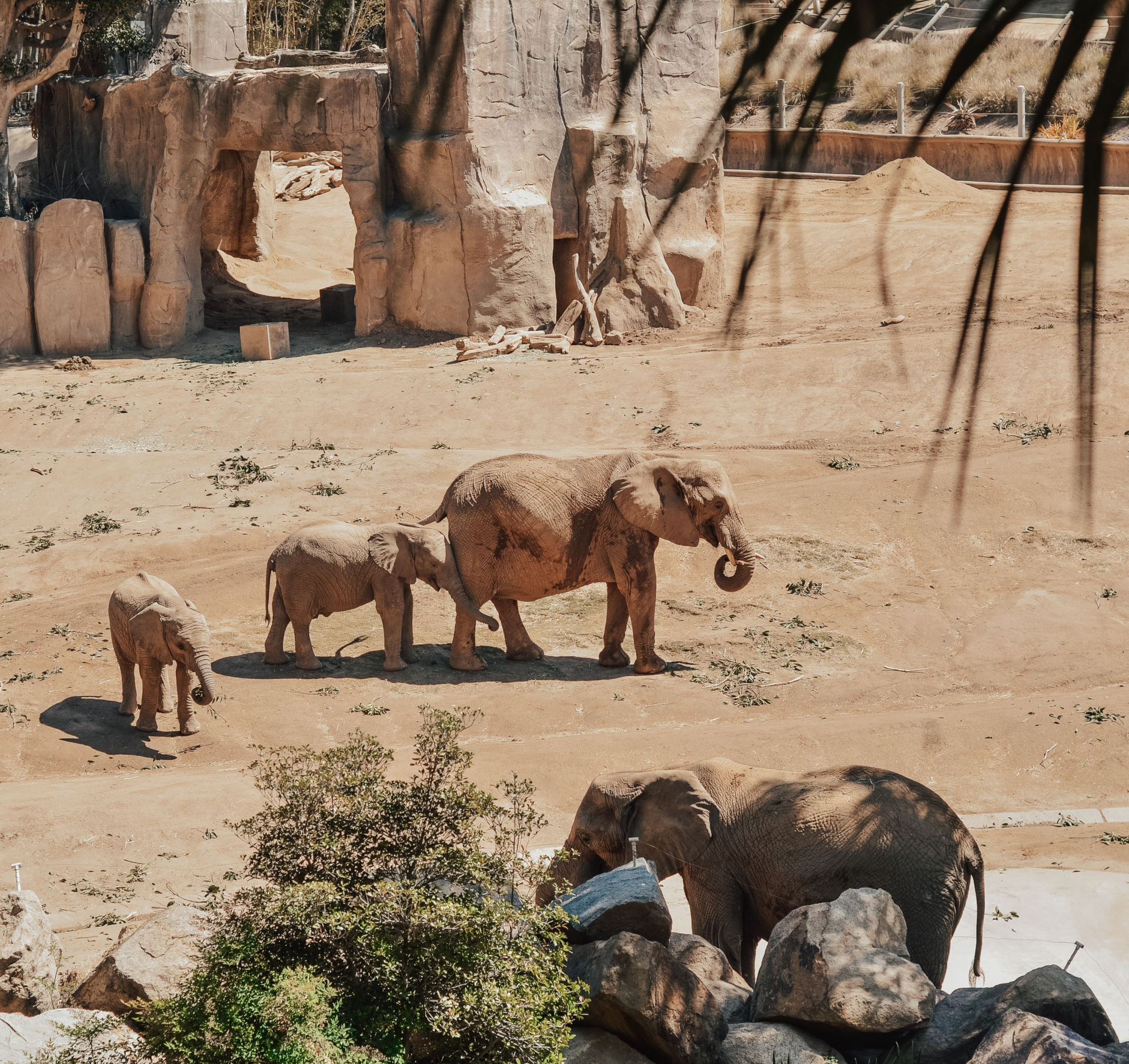 San Diego Safari Park Zoo