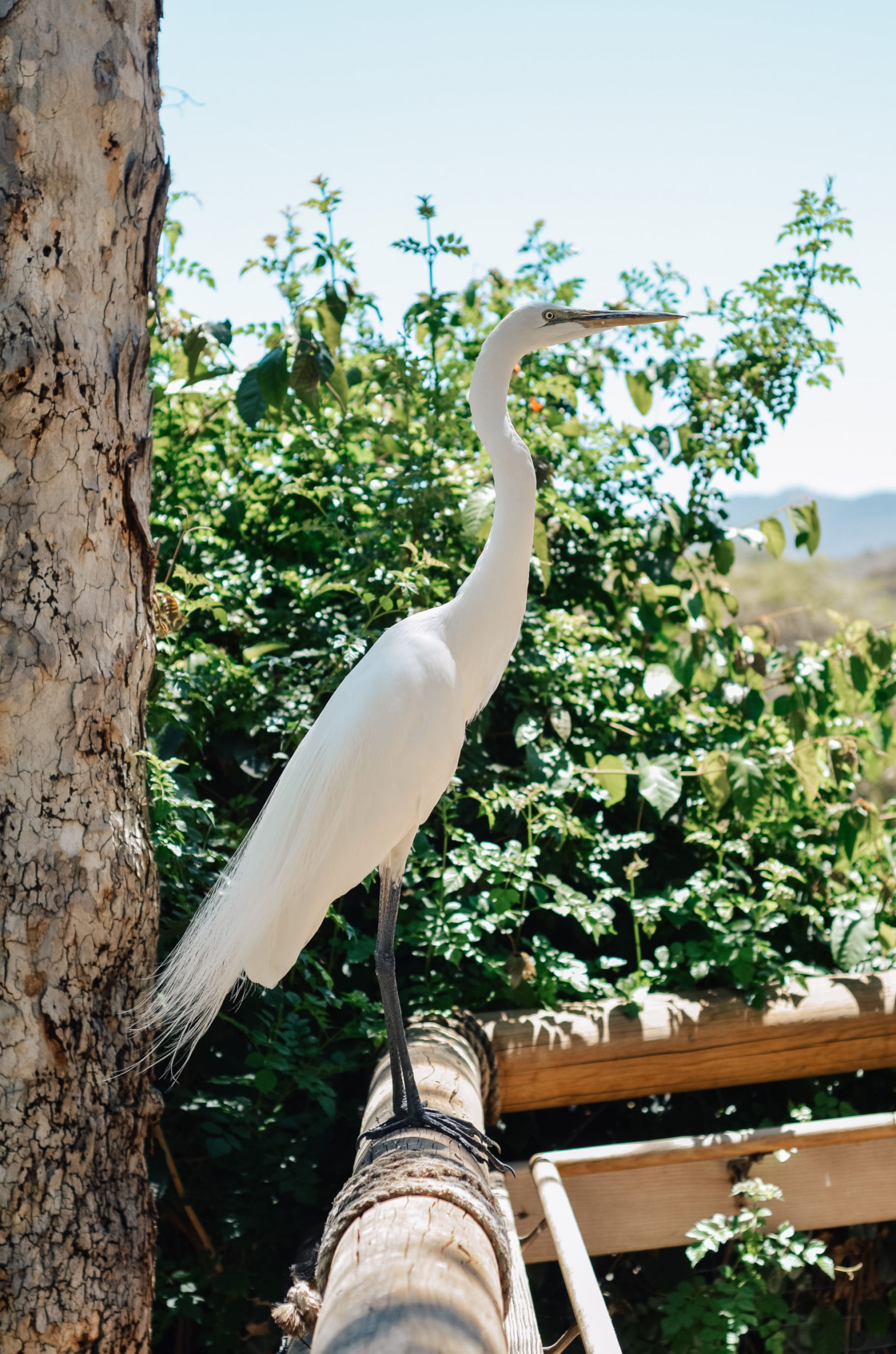 San Diego Safari Park Zoo