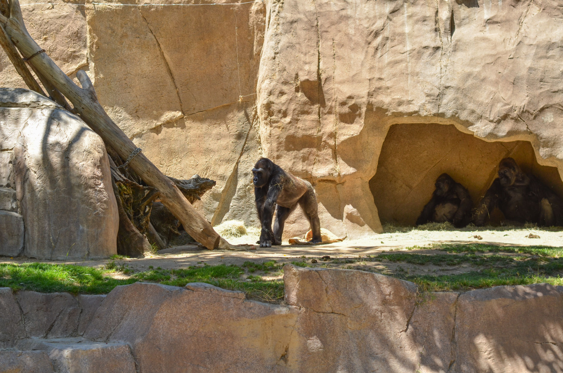 San Diego Safari Park Zoo