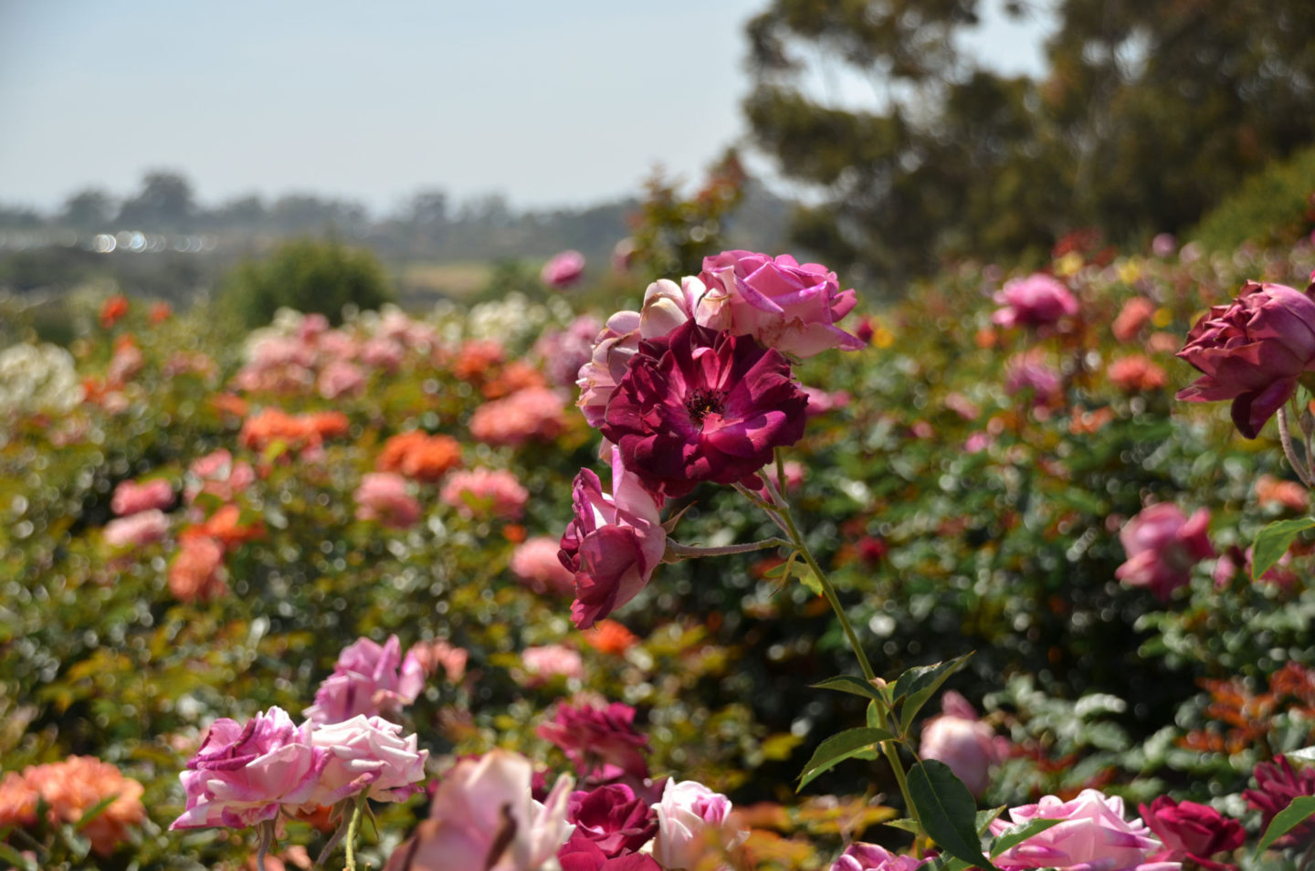 Balboa Park rose garden