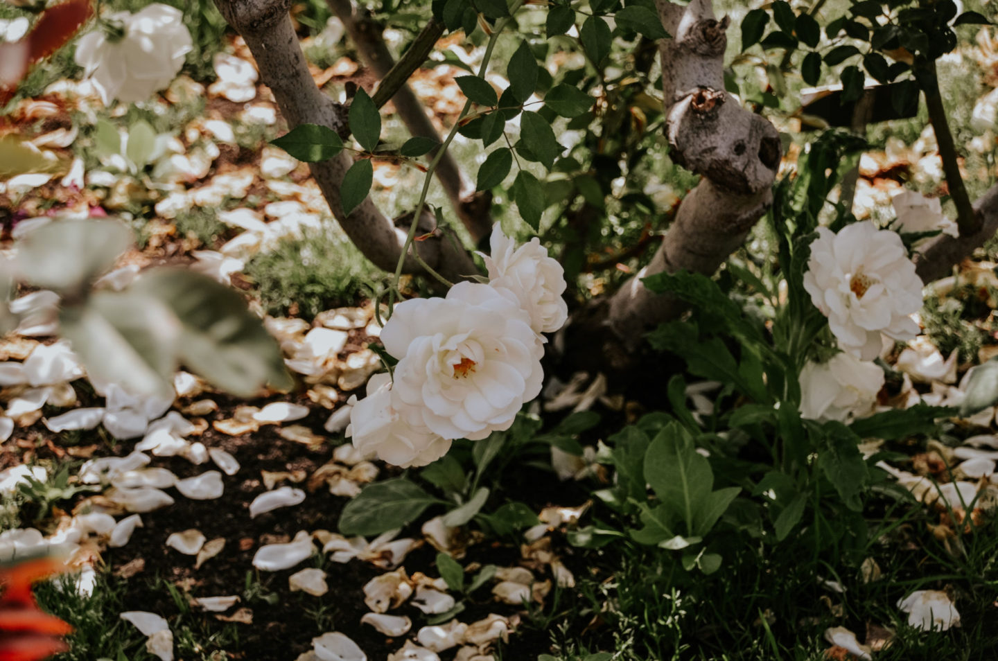 Balboa Park rose garden