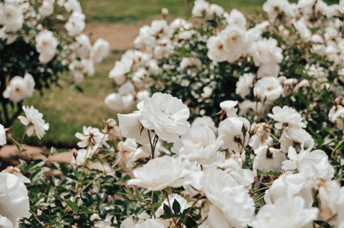 Balboa Park rose garden